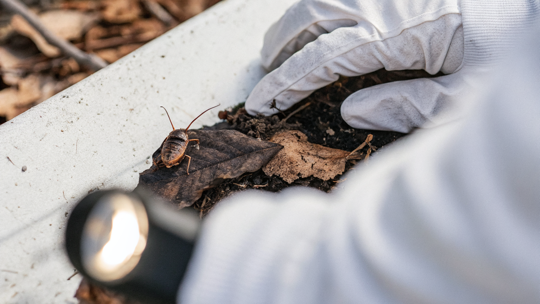 Cafard de jardin Ectobius sur feuille morte — identification blatte de jardin