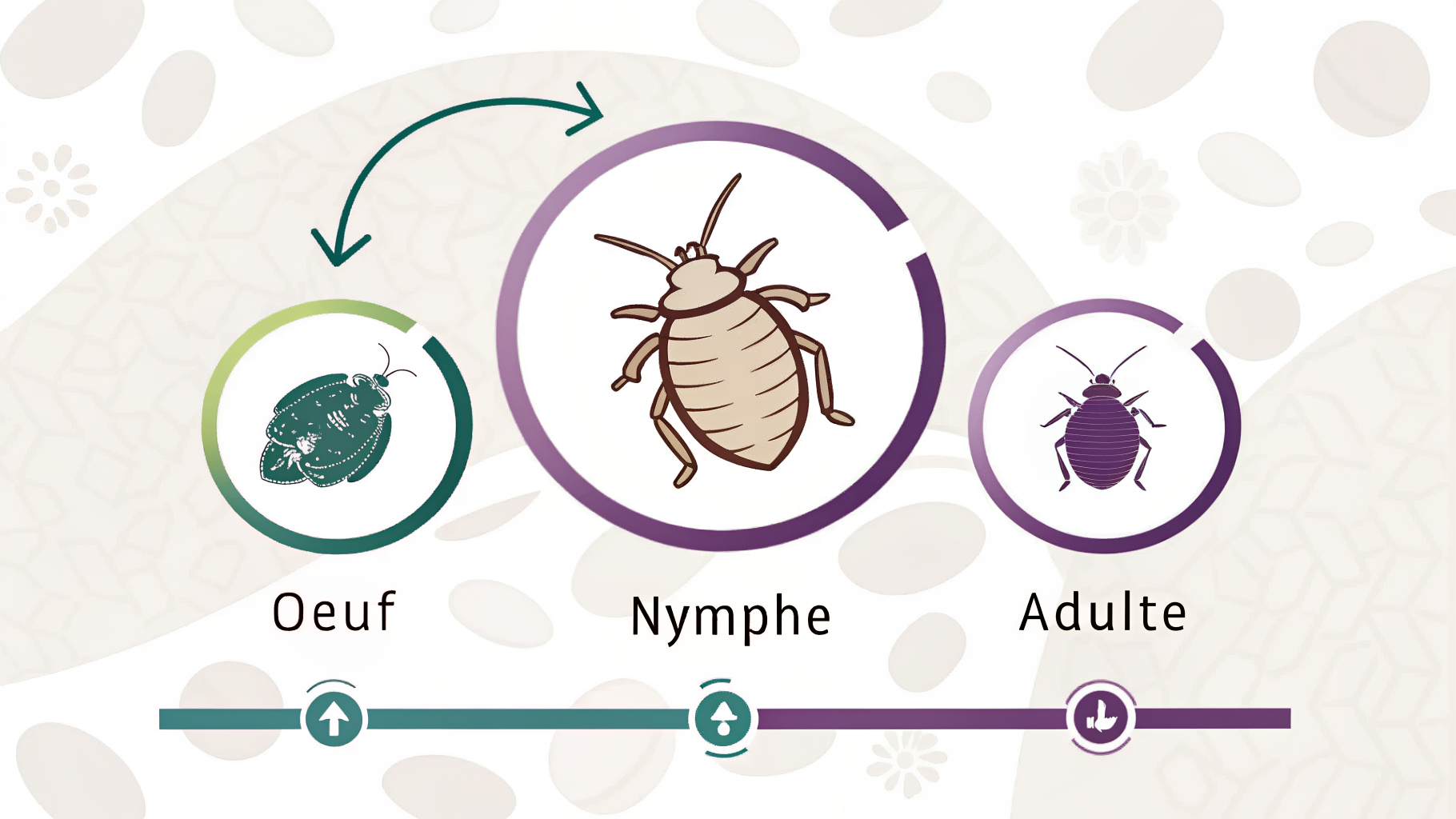 Schéma du cycle de vie de la punaise de lit : œuf, nymphe, adulte