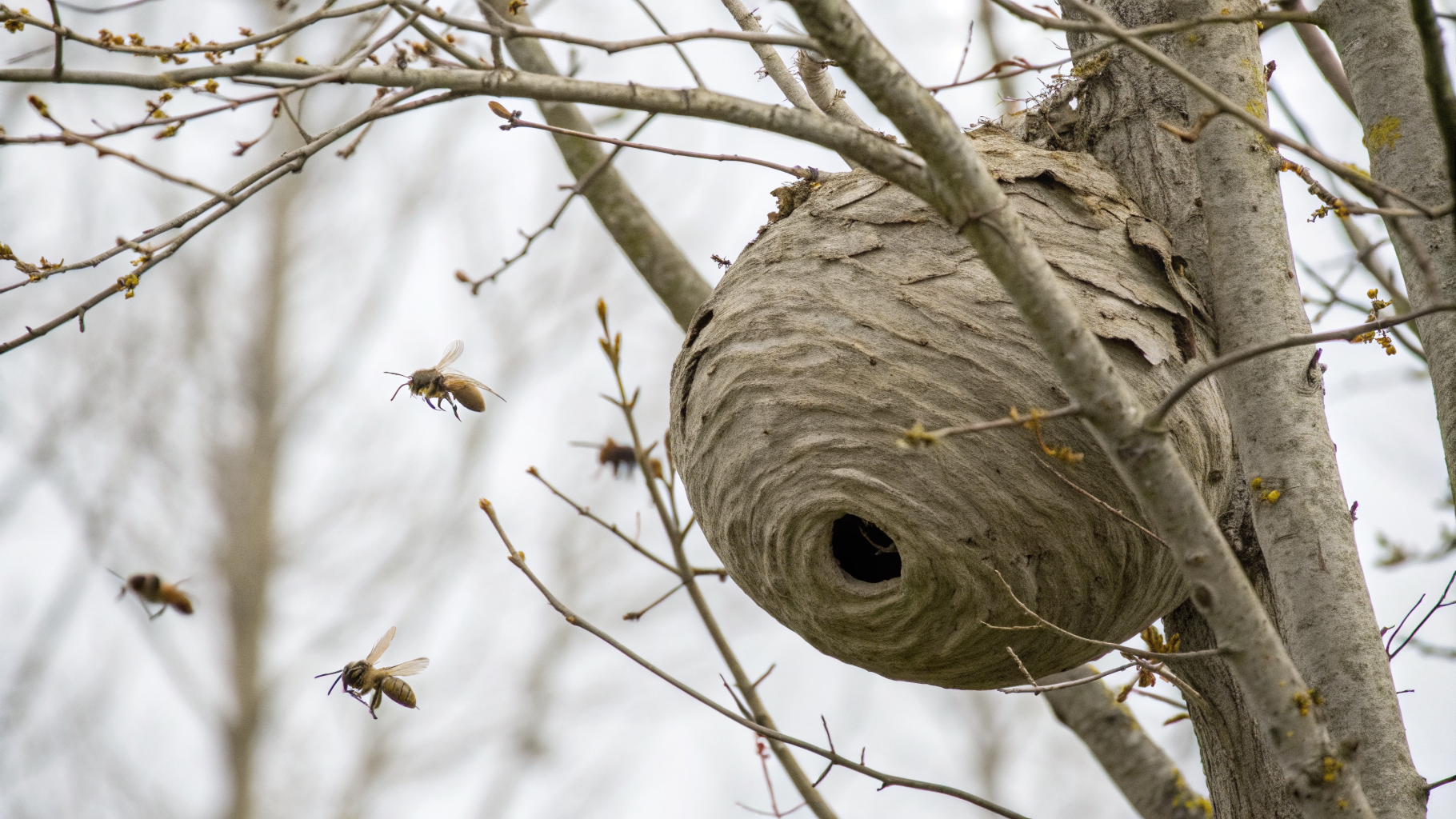 Nid de frelon asiatique sphérique gris-brun accroché en hauteur dans un arbre