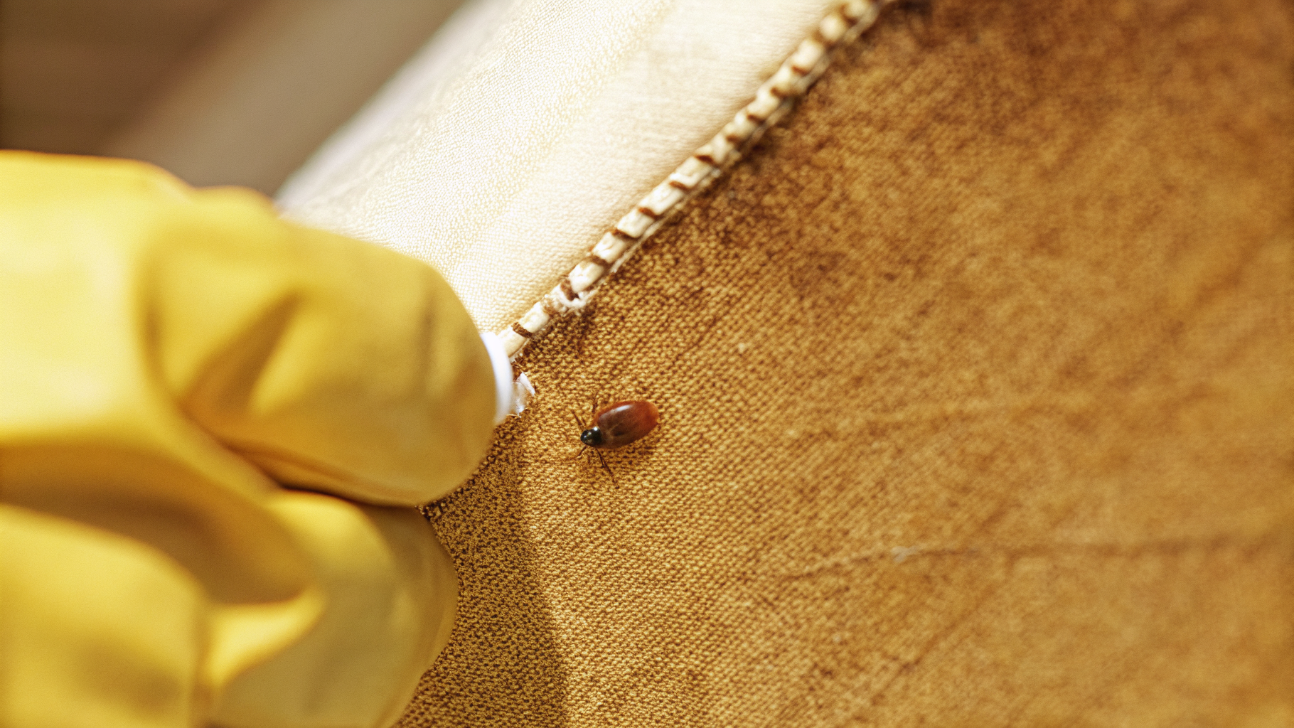 Punaise de lit vivante dans la couture d'un matelas — signe visuel d'infestation active