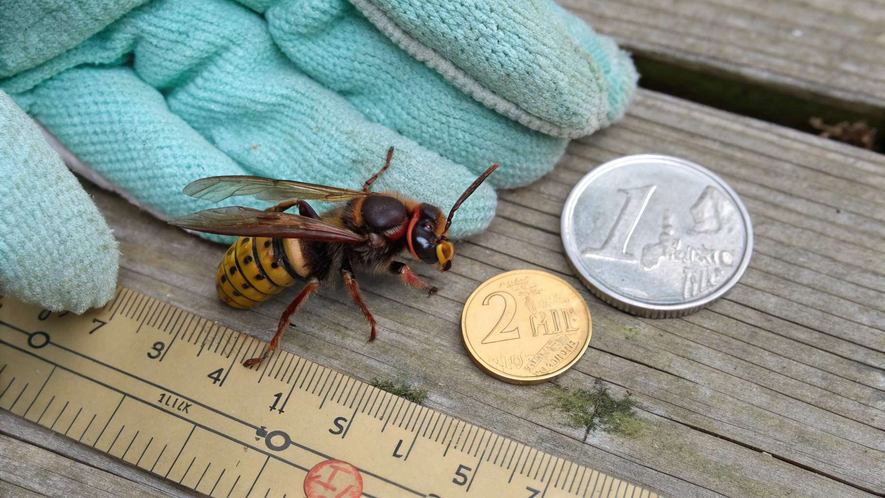 Reine frelon asiatique posée à côté d'une pièce de 2 euros pour comparaison de taille