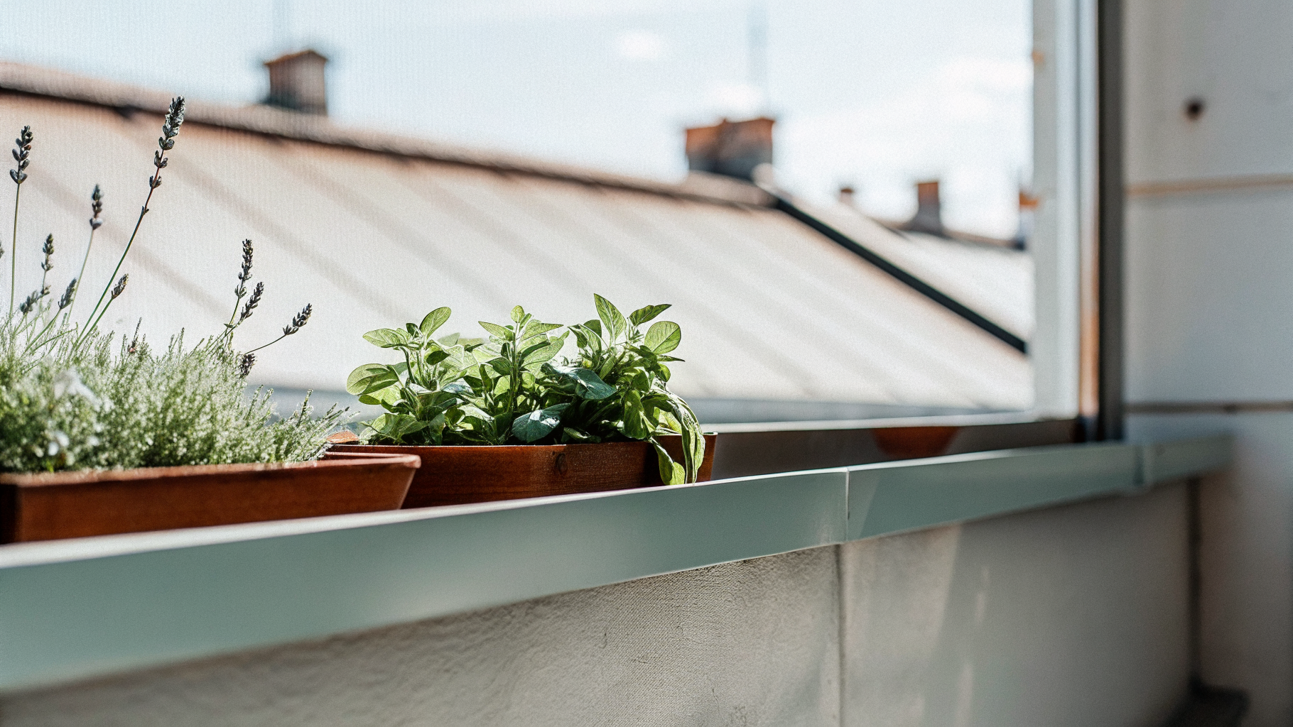 Menthe, basilic et lavande en jardinière sur un balcon parisien — plantes répulsives naturelles contre les guêpes