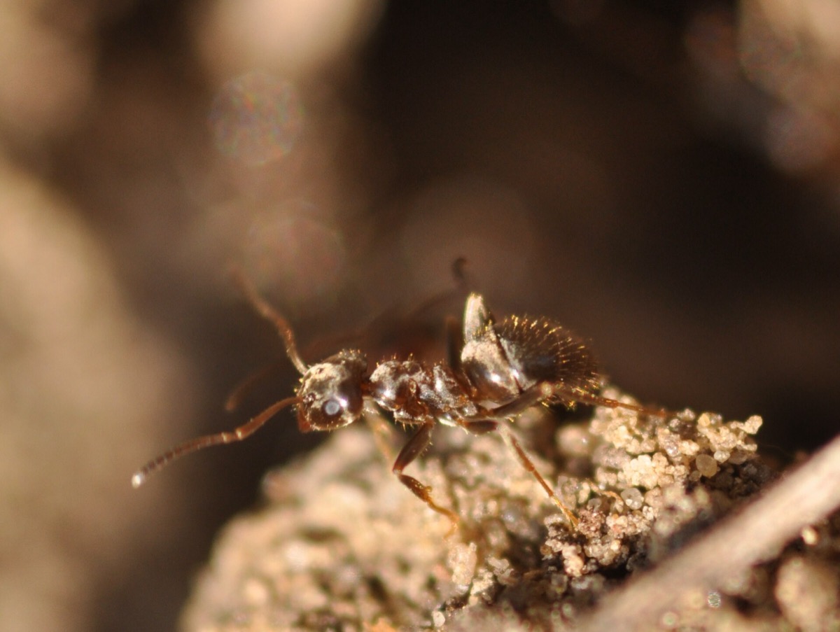Anatomie de la fourmi noire des jardins — photo macro