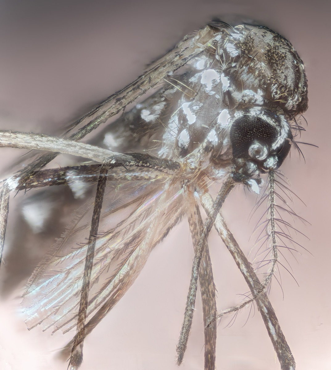 Anatomie du moustique — photo macro