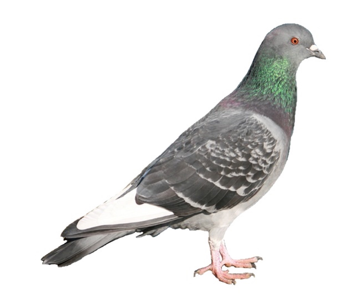 Anatomie du pigeon biset — photo de profil