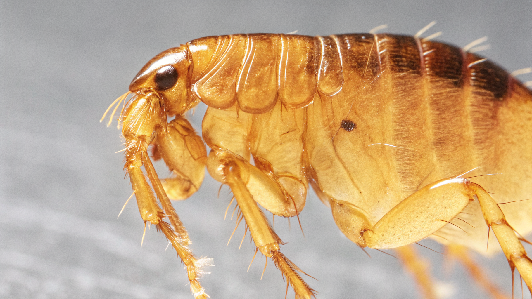 Anatomie de la puce du chat (Ctenocephalides felis) — vue macro de profil