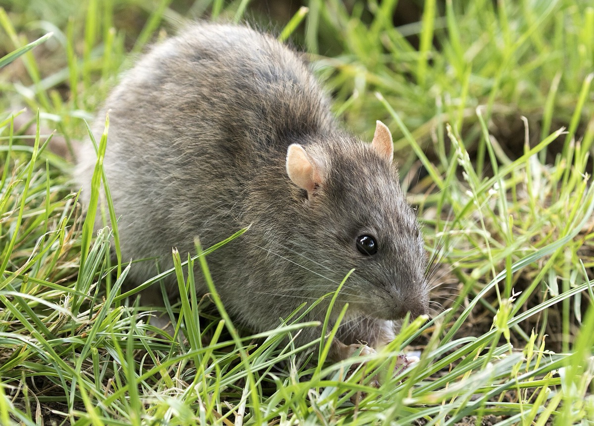 Anatomie du rat brun — photo de profil