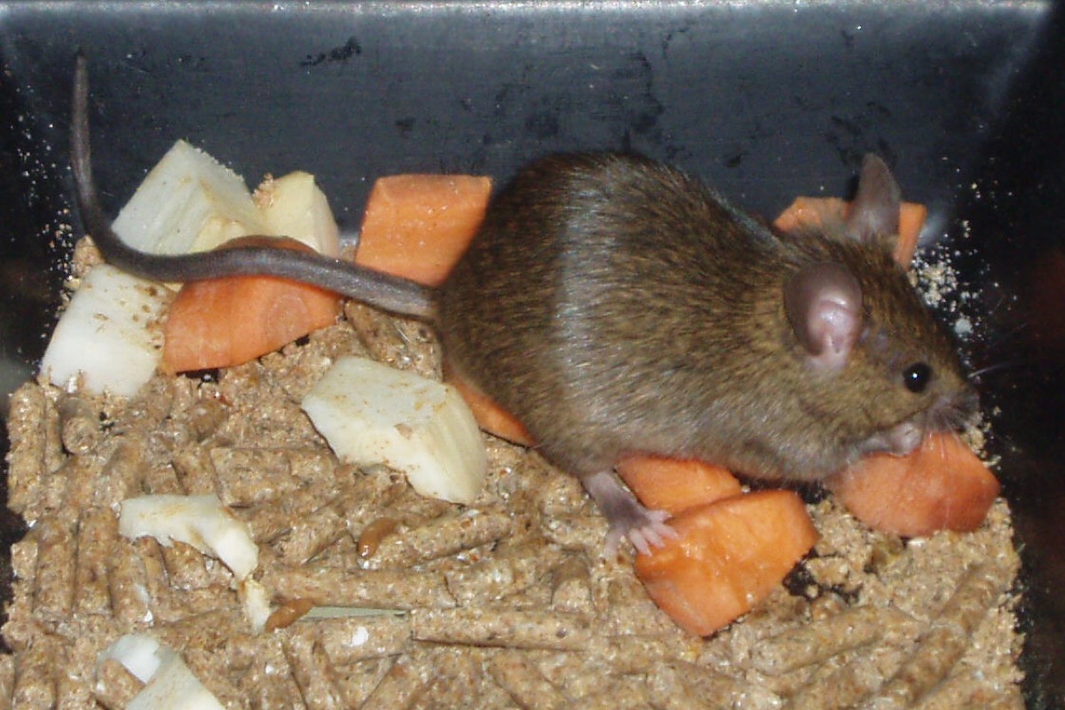 Anatomie de la souris domestique — photo de profil