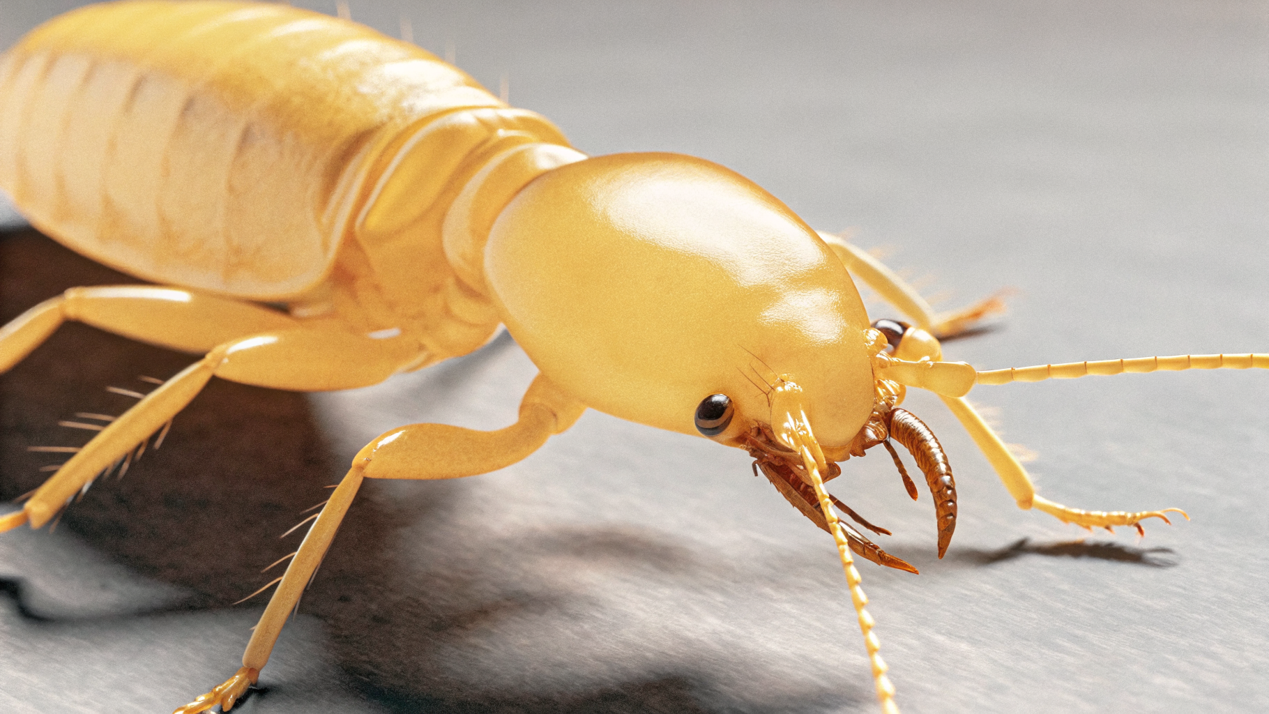 Anatomie du termite ouvrier (Reticulitermes) — vue de profil