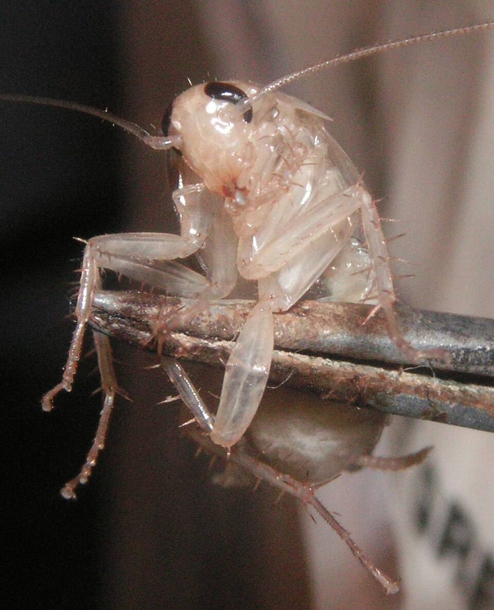 Exuvie de cafard : mue translucide abandonnée