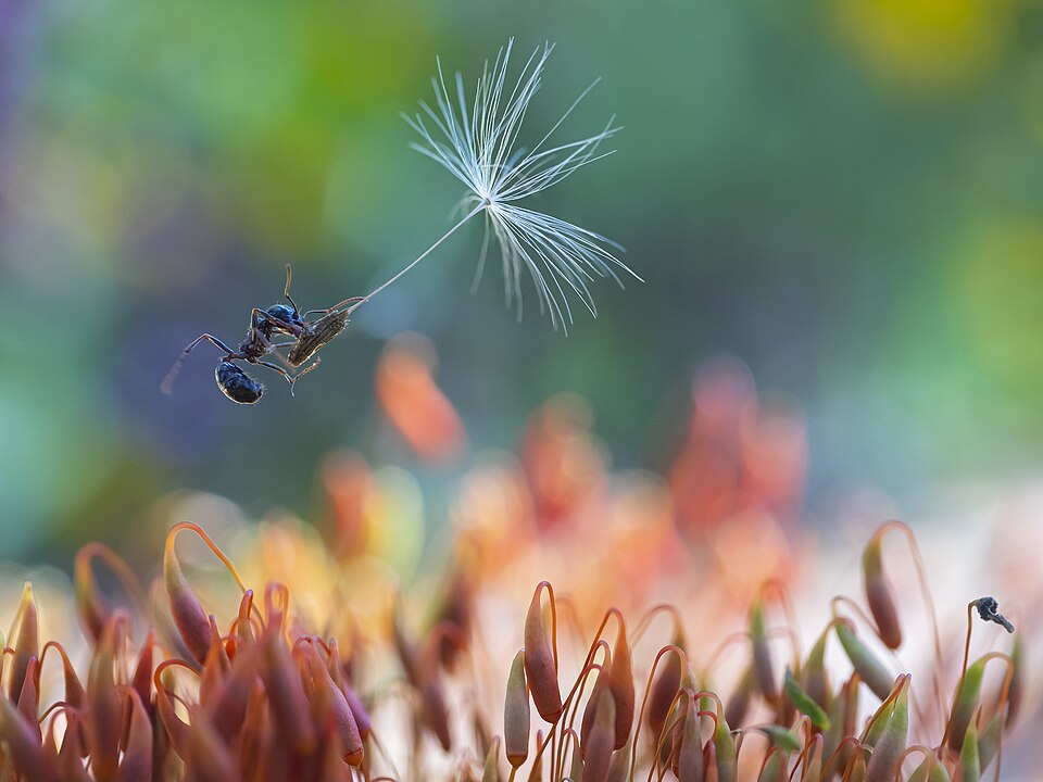 Ailes de fourmis — essaimage