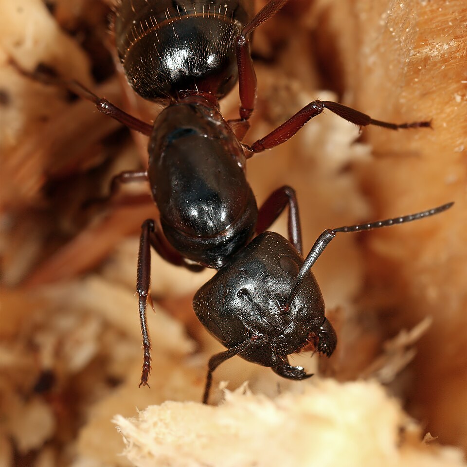 Bois grignoté par fourmi charpentière
