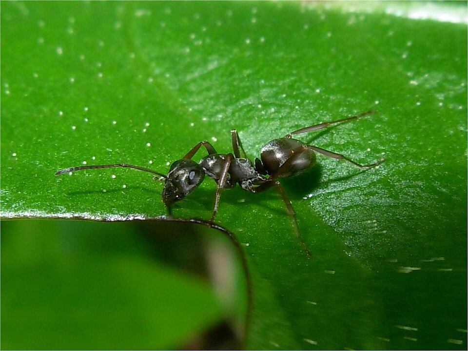 Corps de fourmis mortes