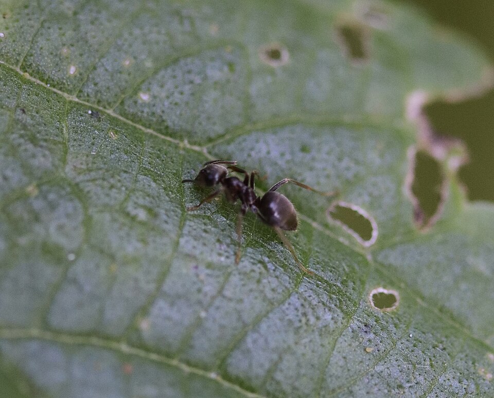 Monticule de terre — fourmilière