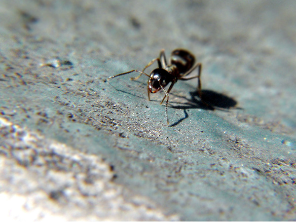 Fourmis attirées par le sucre en cuisine
