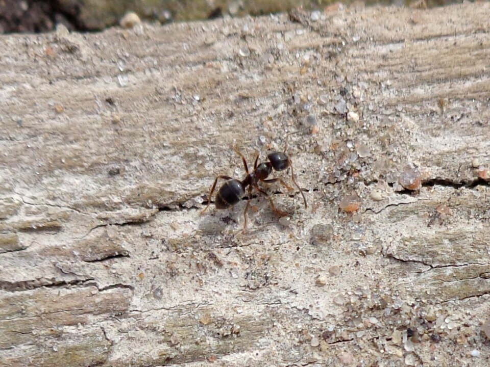 Piste de fourmis — file indienne