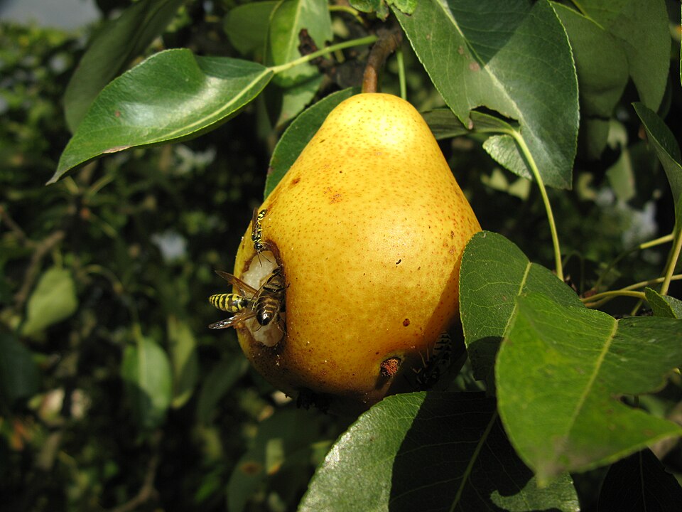 Fruits endommagés par des guêpes