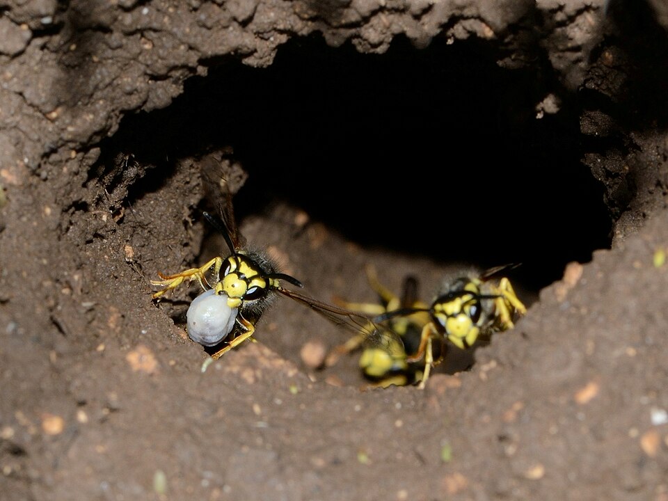 Nid de guêpes dans les combles