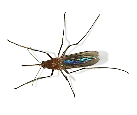 Moustique commun Culex en gros plan