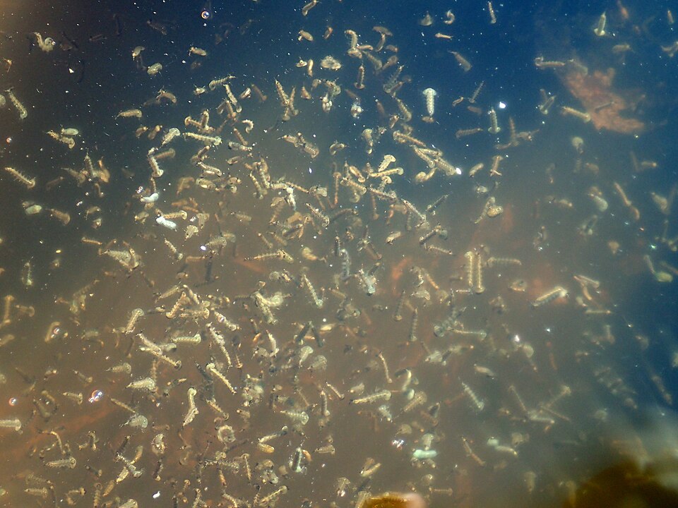 Larves de moustiques dans une eau stagnante