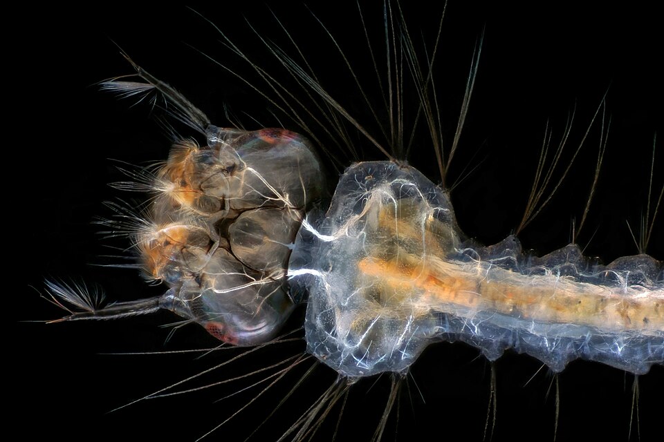 Larves de moustiques dans l'eau