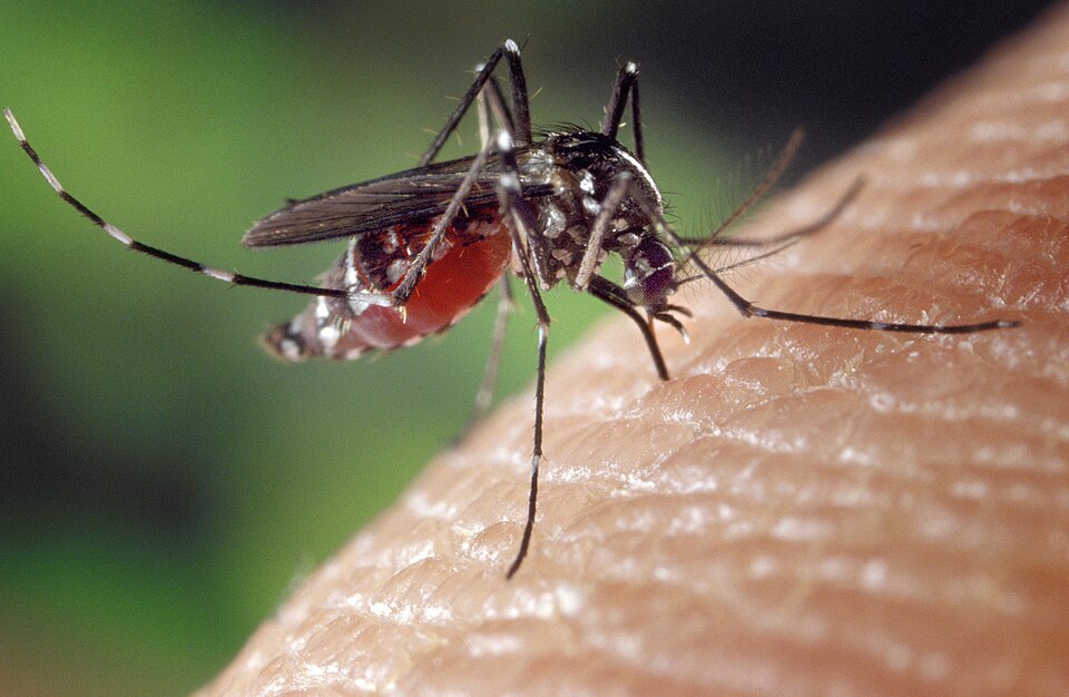 Piqûres de moustiques rouges sur la peau