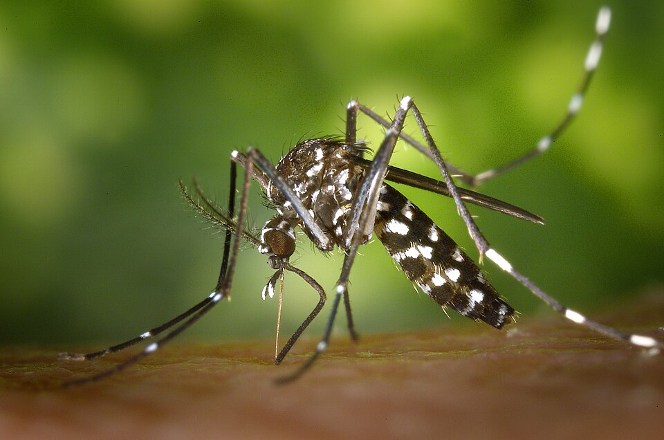 Moustique tigre Aedes albopictus
