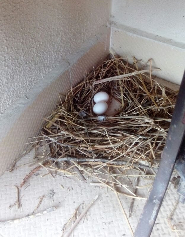 Façade dégradée par les fientes de pigeons