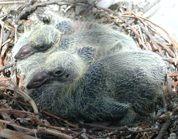Plumes de pigeons retrouvées au sol