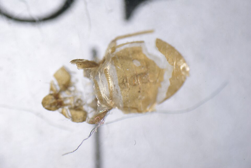 Mue translucide laissée par une punaise de lit