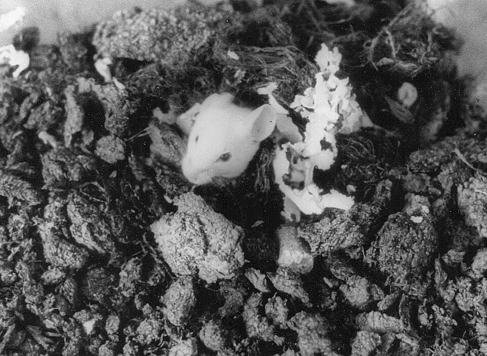 Nid de souris en papier et tissu déchiquetés