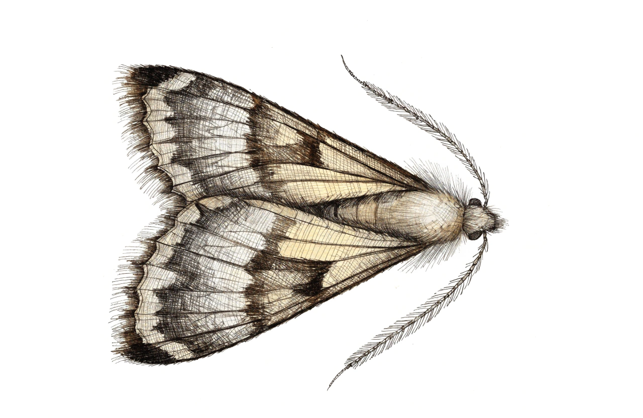 Alucite des céréales — Sitotroga cerealella