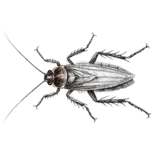 Blatte américaine — Periplaneta americana