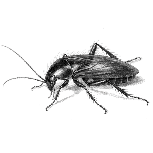 Blatte orientale — Blatta orientalis