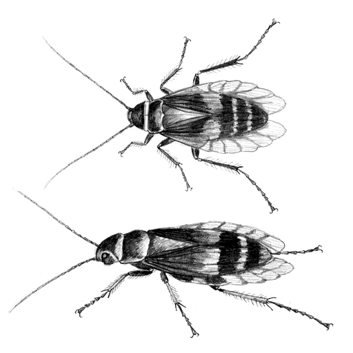 Blatte rayée — Supella longipalpa