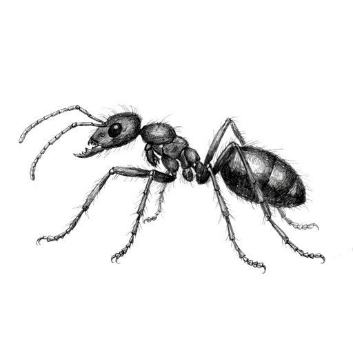 Fourmi charpentière — Camponotus