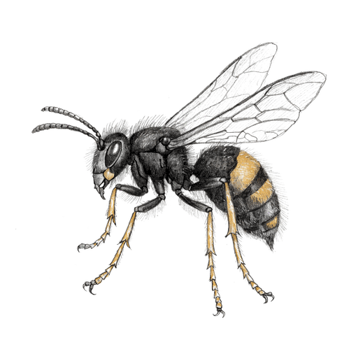 Frelon asiatique — Vespa velutina