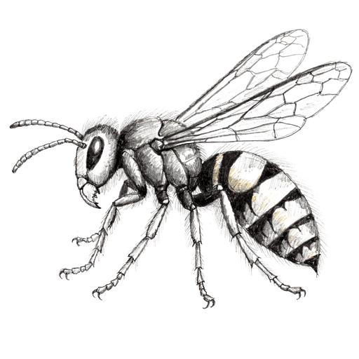 Frelon européen — Vespa crabro