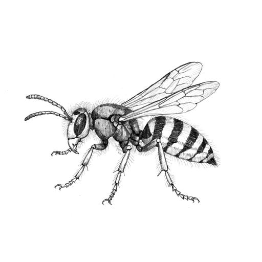 Guêpe commune — Vespula vulgaris