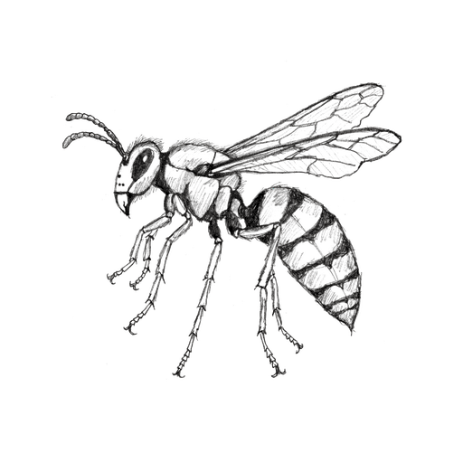 Guêpe germanique — Vespula germanica