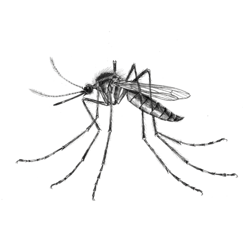 Moustique commun — Culex pipiens