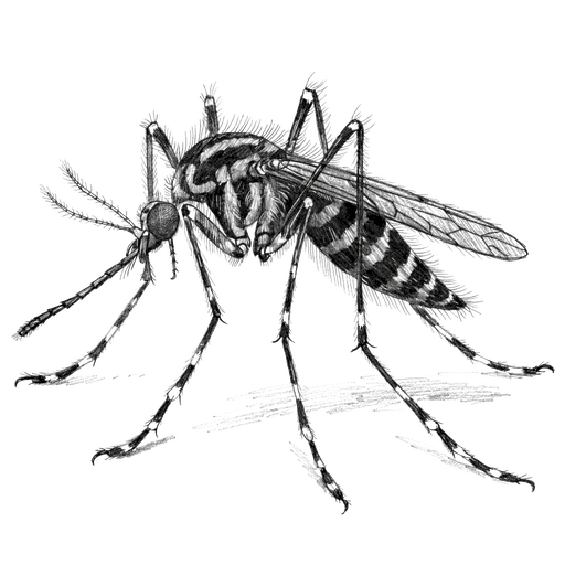 Moustique tigre — Aedes albopictus