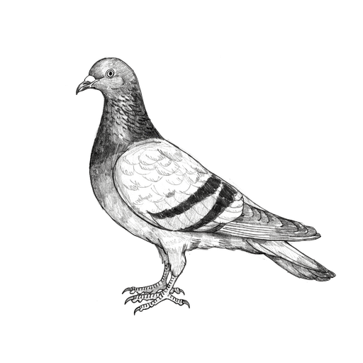 Pigeon biset — Columba livia