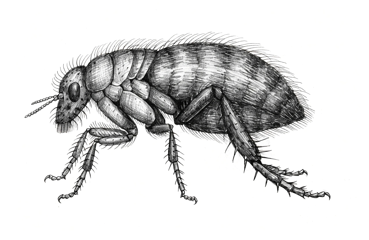 Puce du chat — Ctenocephalides felis