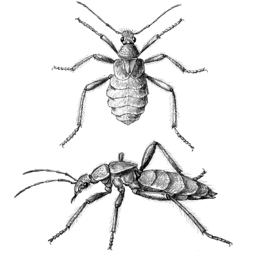Punaise tropicale — Cimex hemipterus