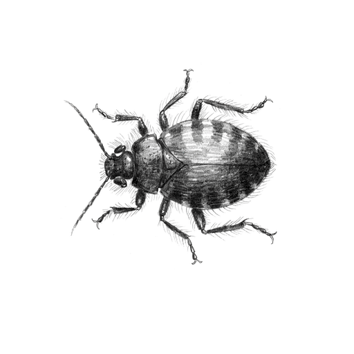 Punaise de lit commune — Cimex lectularius