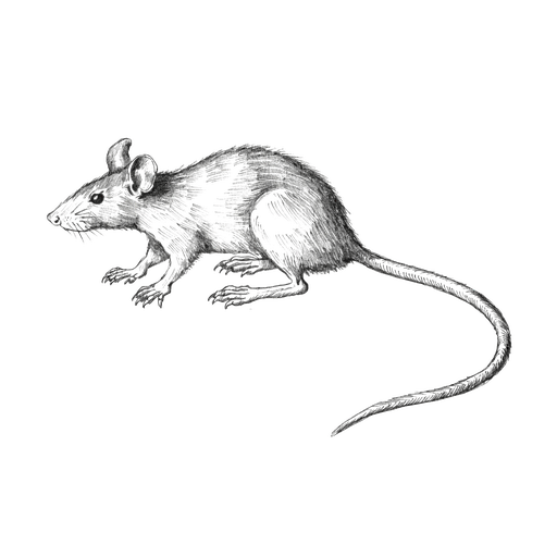 Rat noir — Rattus rattus