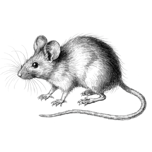 Souris domestique — Mus musculus