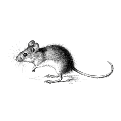 Mulot — Apodemus sylvaticus