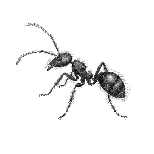 Tapinoma — Tapinoma nigerrimum